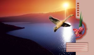 A beige swan flies above the blue lake in the sky of a red sunset