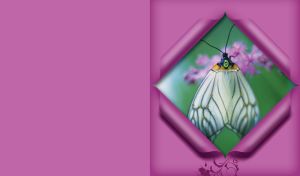 Little Treasure | Nature's Jewels in Rhombus Frames of Wrapping Paper