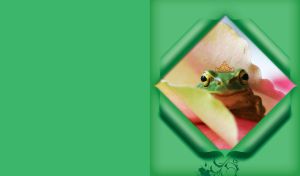 Close-up of a crowned frog on pink petals in a green rhombus frame