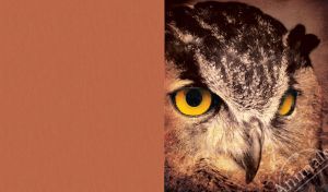 Textured wallpaper with a yellow eyed owl close up on a brown background