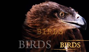 Close up of a booted eagle with strong beak and brown eyes on black
