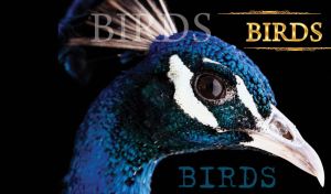 Close up of a proud blue peacock with white beak and crown on his head on black