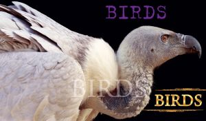 Close up of a white bald vulture with bare neck and strong beak on black