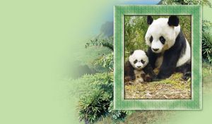 Panda family in a frame on a lite green background with mountains and green bushes