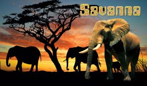 Elephant family in the Savannah at sunset with the black silhouette of african tree