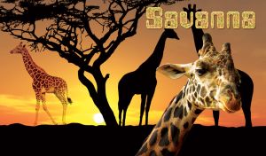 Giraffe family in the savannah at sunset with the black silhouette of african tree