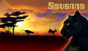 Puma watches another puma chase an antelope at savannah sunset with african tree