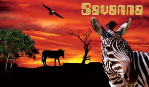 Zebra close up and a bare tree silhouette at savannah sunset with green screw pine