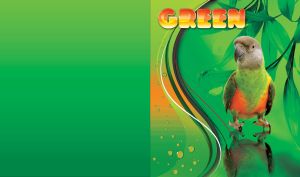 Colorful parrot with its reflection below and broad leaves on a green background