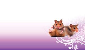 Two cute hamsters on a violet background