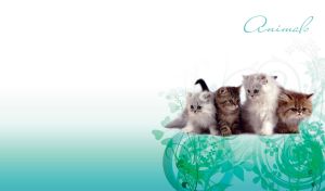 Group of cute domestic kitties on a teal background