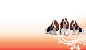 Three cute basset hounds on a orange background