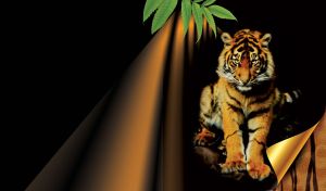 Big Cats | Close-up Portraits on Black