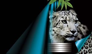 Portrait of a snow leopard on black beneath the green leaves in the blue light