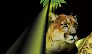 Portrait of a lynx gazing on black beneath the green leaves in the yellow light