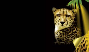 Portrait of a cheetah on black beneath the green leaves in the yellow light