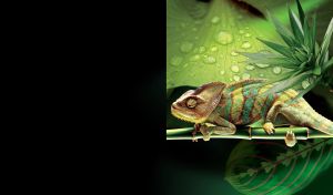 Yemen chameleon crawls on a twig of tropic plant