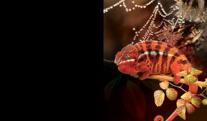 Red panther chameleon on a twig of tropic plant