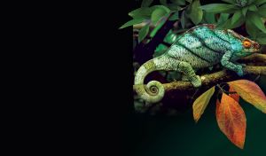 Teal Parson's chameleon on a twig of tropic plant