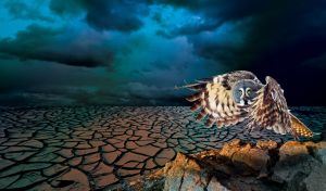 Great grey owl flies over boundless cracked ground in the navy blue night