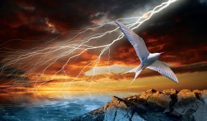 White arctic tern flies in the lightning over the blue sea in the orange sky