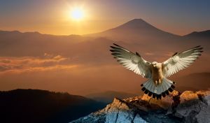 Lesser kestrel falcon flies against the foggy mountains in the morning skies