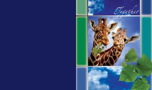 Together | Animal Pairs Framed in Collage Blocks Resembling Film Strip