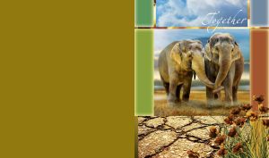 Pair of grey elephants holding trunks framed by a film strip