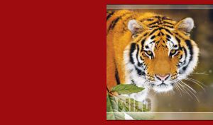 WILD | Big Cats close-ups | maroon series