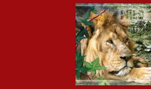 Closeup portrait of male Lion lying in wild with ivy and maroon red background.