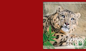 Closeup portrait of mature Leopard with green leaves and maroon red background.