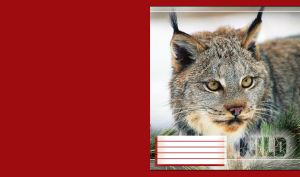 Closeup portrait of wild Lynx with pine branches against maroon red background.