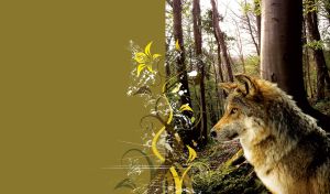 Wild Forest | Animals against Magical Forestscapes | Wolf, Bear, Squirrel, Owl