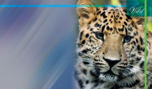 Closeup portrait of spotted Leopard. Wild animal against violet and blue.