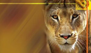 Closeup portrait of beautiful Lioness. Wild animal against ocher background.