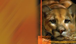 Closeup portrait of beautiful Lion cub. Wild animal against ocher background.
