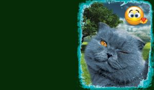 Waggish Faces | Animal Head Close-up Portraits | In grunge frames adorned with smiley | On dark