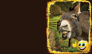 Giggling donkey peeking out from behind a wooden fence in a yellow frame