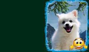 Smiling white spitz against the backdrop of a blue mountains in a blue frame