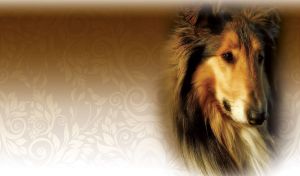 Silk Canine Portraits | Silk Portraits of Dogs on Floral Gradient Tones