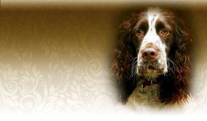Photo portrait of a brown and white spaniel on a silk tan gradient