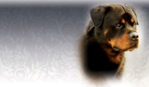 Photo portrait of a brown rottweiler on a gray gradient