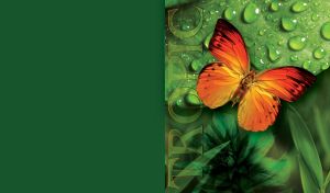 Butterfly with yellow-red wings sits on the green leaves