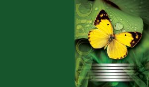 Butterfly with yellow and black-patterned wings sits on the green leaves