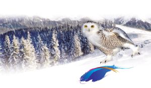 A snowy owl with yellow eyes standing on the snow at the edge of winter spruce forest