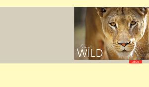 A wild african lioness sneaking for prey on beige and pastel yellow backdrop