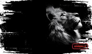 Monochrome Wildlife | Black & White Animal Portraits on Grunge Backdrop