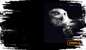 A portrait of a mysterious owl on black-and-white grunge design background