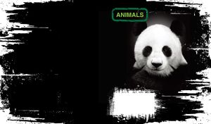 A portrait of a lovely panda on black-and-white grunge design background