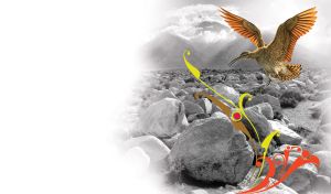 Avian Monochrome | Stunning Bird Close-ups in Black & White